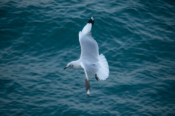 Flying seagull in blue sea at Saint Martin island, Bangladesh, Flying birds.