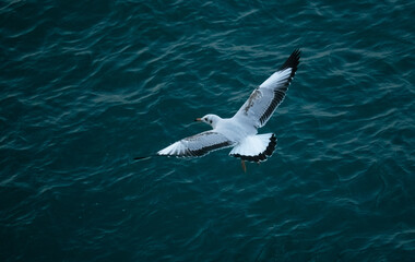 Flying seagull in blue sea at Saint Martin island, Bangladesh, Flying birds.