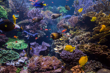 Underwater scene. Underwater world. Underwater life landscape.