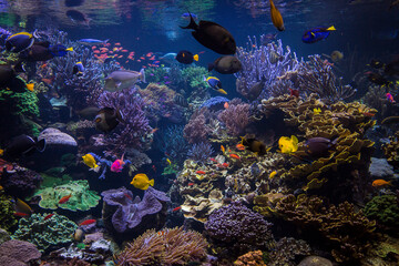 Underwater scene. Underwater world. Underwater life landscape.