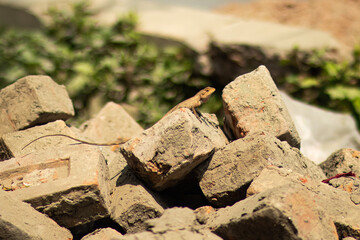 The Oriental Garden Lizard, also known as the Changeable Lizard or Eastern Garden Lizard, is a species of lizard that belongs to the family Agamidae. It is found in many countries throughout Asia.