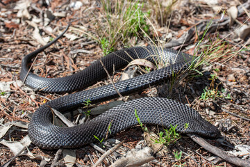 Australian Spotted or Blue-bellied Black Snake