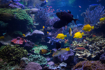 Fototapeta na wymiar Underwater scene. Underwater world. Underwater life landscape.