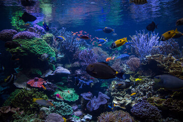 Underwater scene. Underwater world. Underwater life landscape.