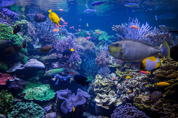 Naklejka na ściany i meble Underwater scene. Underwater world. Underwater life landscape.