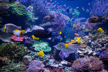 Underwater scene. Underwater world. Underwater life landscape.