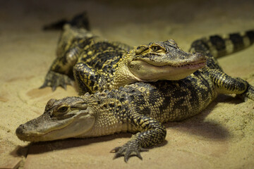 Crocodiles are large aquatic reptiles that live throughout the tropics in Africa, Asia, the Americas and Australia.