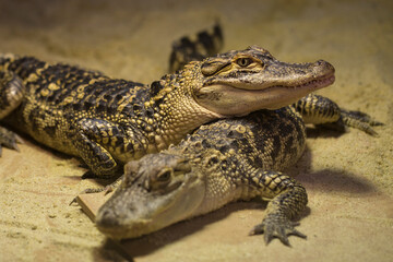 Crocodiles are large aquatic reptiles that live throughout the tropics in Africa, Asia, the Americas and Australia.