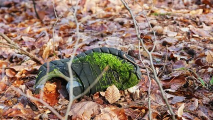 Running Shoe Lost in Forest for Years Covered with Green Moss