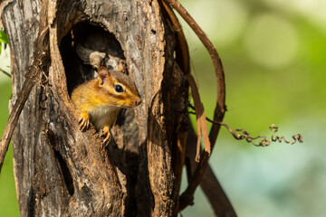 CHipmunk in old fence post