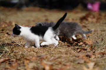 Baby kittens play outside during the early spring.
