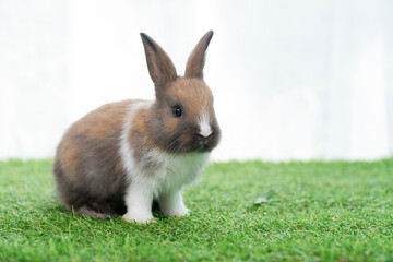 Fluffy rabbit bunny walking green grass in spring summer background. Infant dwarf bunny brown white...