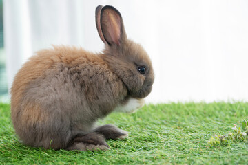 Fluffy little rabbit bunny standing on own leg green grass in spring summer background. Infant dwarf bunny brown white rabbit playful on lawn with white background. Cute animal furry pet concept.