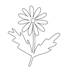 Chamomile or daisy flower, doodle style flat vector outline for kids coloring book
