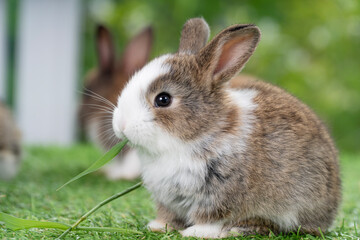 Adorable baby rabbit bunny brown eating fresh timothy grass while sitting on green grass over bokeh nature background. Infant brown white eat fresh grass on lawn. Easter bunny animal concept.