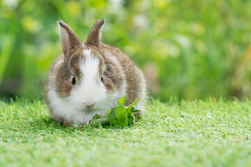 Adorable baby rabbit bunny eating vegetable sitting on green grass spring time over bokeh nature background. Cuddly furry white brown rabbit eat fresh vegetable at outdoor. Easter animal concept.