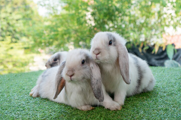 Lovely family furry hare baby rabbit Holland lop sitting together on green grass over bokeh nature...