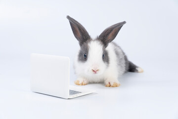 Adorable baby rabbit furry bunny looking at laptop learn something sitting over isolated white background. Little ears bunny white black rabbit learning laptop. Easter animal education technology.