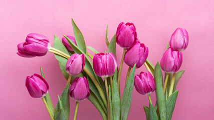 Pink tulips with green leaves on a pink background Isolate