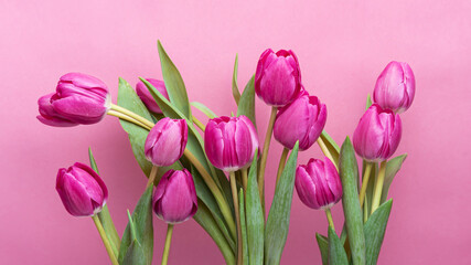Fototapeta premium Pink tulips with green leaves on a pink background Isolate
