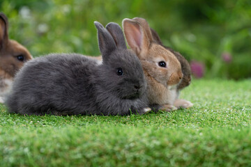 Cuddly furry rabbit bunny sitting and lying down sleep together on green grass over natural background. Close up face little rabbit bunny sitting together on spring grass. Select focus. Easter bunny.