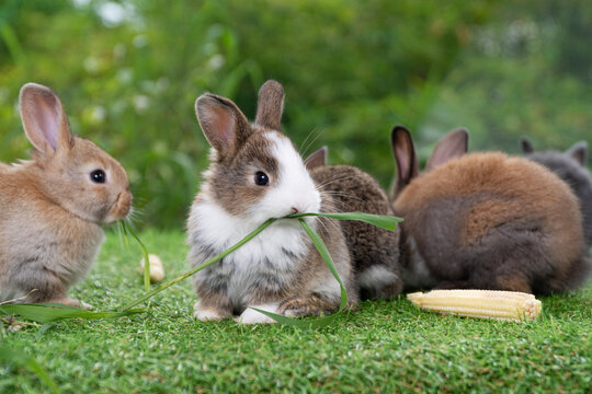 Adorable baby rabbit bunny brown eating fresh timothy grass while sitting on green grass over bokeh nature background. Infant brown white eat fresh grass on lawn. Easter bunny animal concept.