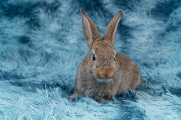 Lovely healthy baby rabbit ear bunny sitting playful on blue background. Little tiny furry brown infant bunny bright eyes rabbit watching something on carpet blue background. Easter animal pet.