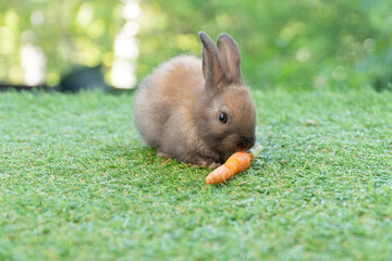 Adorable baby rabbit bunny eating fresh orange carrot sitting on green grass meadow over nature background. Furry rabbit brown, black bunny feeding organic carrot in spring time. Easter animal concept