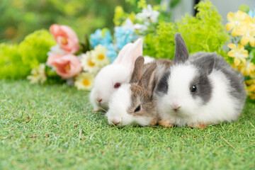 Three adorable fluffy baby bunny rabbit sitting playful together on green grass flowers over bokeh nature background.Furry cute new born family rabbit furry bunny playful outdoor.Easter animal concept