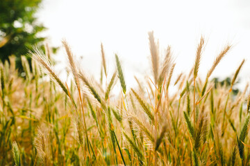 Close-Up Of a wheat field