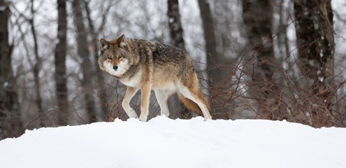 Majestic Coyote in Winter Landscape, A Stunning Wildlife Portrait with Eye Contact.  Wildlife photography. 