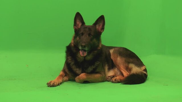 German Shepherd, Smiling Dog, Happy Dog, GSD Sitting, Happy, Stands, Leaves Frame, Closeup, Dog Closeup, Green Screen
