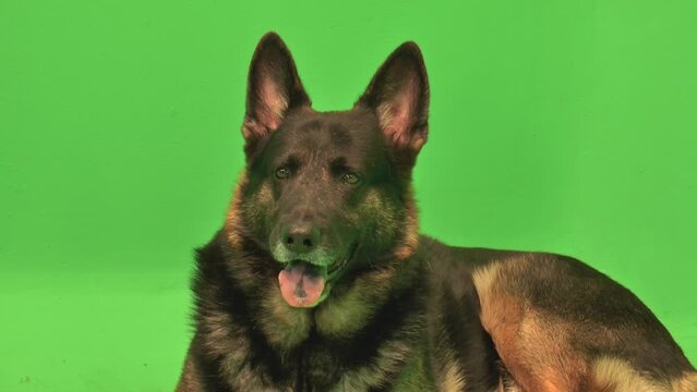 German Shepherd, Dog Smiling, Closeup Dog Smiling, Black German Shepherd, GSD Sitting, Happy, Panting, Close Up, Green Screen