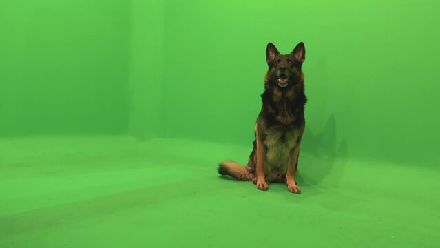 German Shepherd, German Shepherd Sitting, Dog Sitting, GSD Sitting At Attention, Green Screen