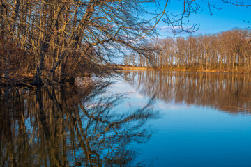 Obraz premium reflection of trees in the water