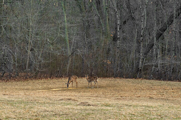 deer in the forest