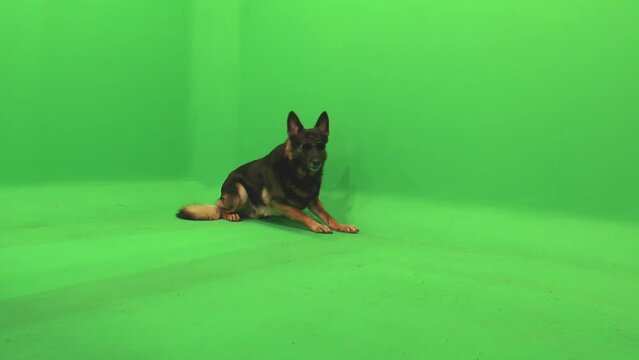 German Shepherd, GSD Sunglasses, Laying Down, Stands, Walks out of Frame, Dog with Sunglasses, Green Screen