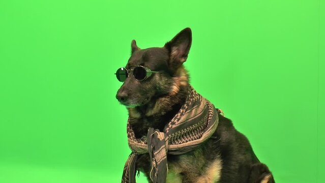 German Shepherd, GSD Sunglasses, Scarf, Shemagh, Facing Sideways, Dog with Scarf, Green Screen, Dog with Sunglasses, Dog in Scarf