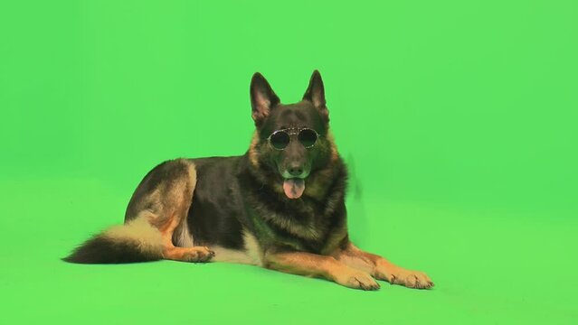 German Shepherd, GSD Sunglasses, Sitting, Happy, Full Body, Dog with Sunglasses, Dog with Glasses, Happy German Shepherd, German Shepherd with Sunglasses, Green Screen
