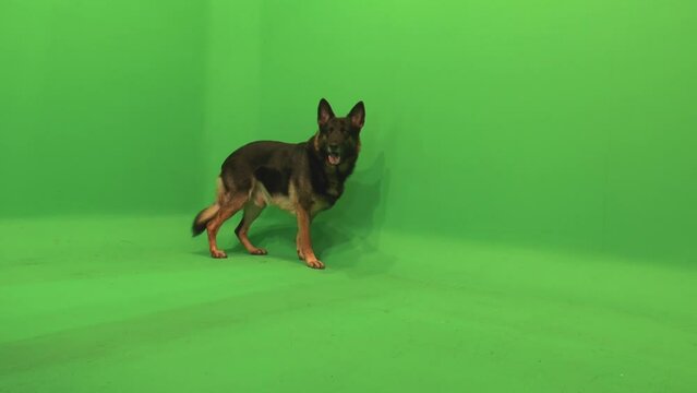 German Shepherd, GSD Walk into Frame, Turn and Look, Green Screen, Dog Walking By, Dog Turning