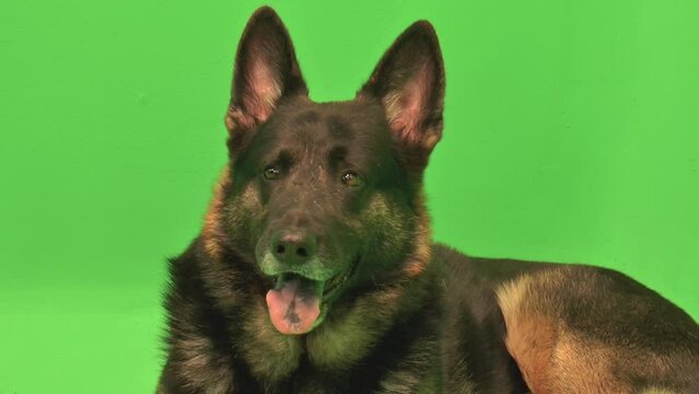 German Shepherd, GSD Close up, Happy, Panting, Concerned then happy again, Green Screen, Dog Closeup, Closeup
