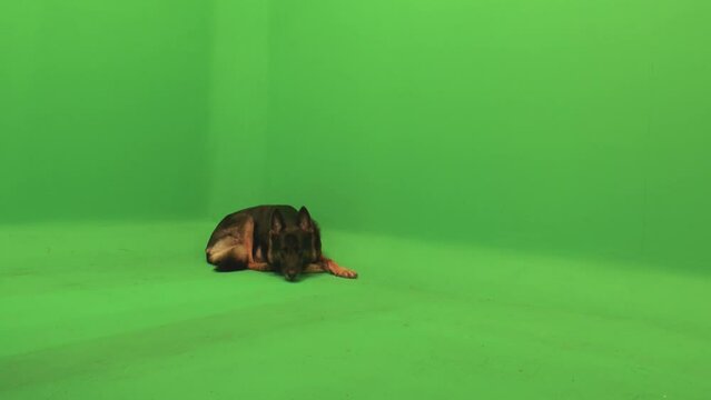 German Shepherd, GSD Gets Treat, Drops Treat, Sits, Dog Sitting, Dog with Treat, Green Screen