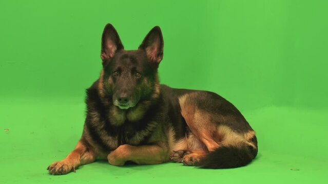 German Shepherd, GSD Licks Chops, Turn Head, Happy, Full Frame, Tongue, Green Screen