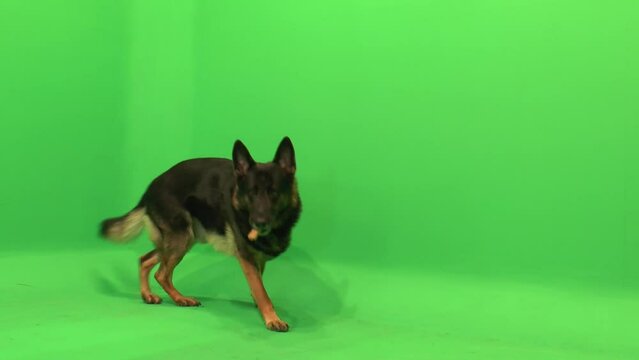 German Shepherd, GSD Runs After Treat, Happy, Head Shake, Leave Frame, Green Screen