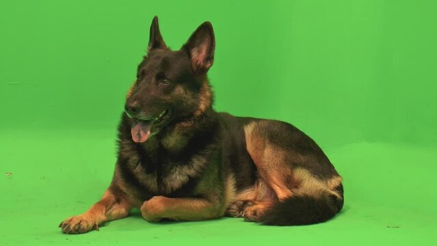 German Shepherd, GSD Sitting Full Frame Happy Attentive, Green Screen