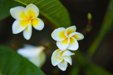 Obraz na płótnie Canvas Frangipani flowers yellow and white. Tropical garden in summer.