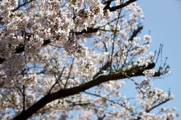 桜・満開・青空・春・日本・快晴・アップ