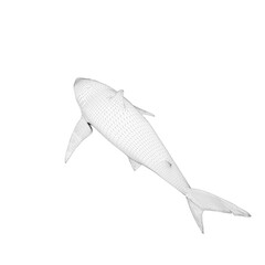 Shark vector image material 3