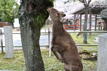 立ち上がる鹿