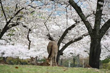 桜と鹿